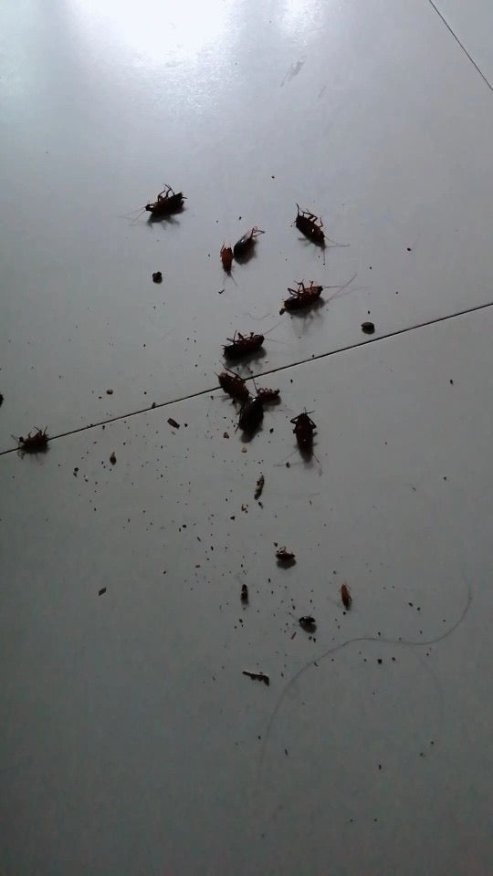 GREEN KILLER Cockroach Killing Bait Powder (5 grams) | Cockroaches Killer Powder - Image 7