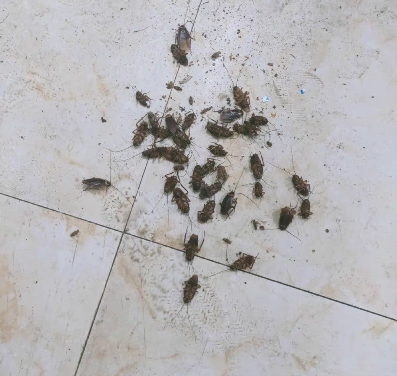 GREEN KILLER Cockroach Killing Bait Powder (5 grams) | Cockroaches Killer Powder - Image 2