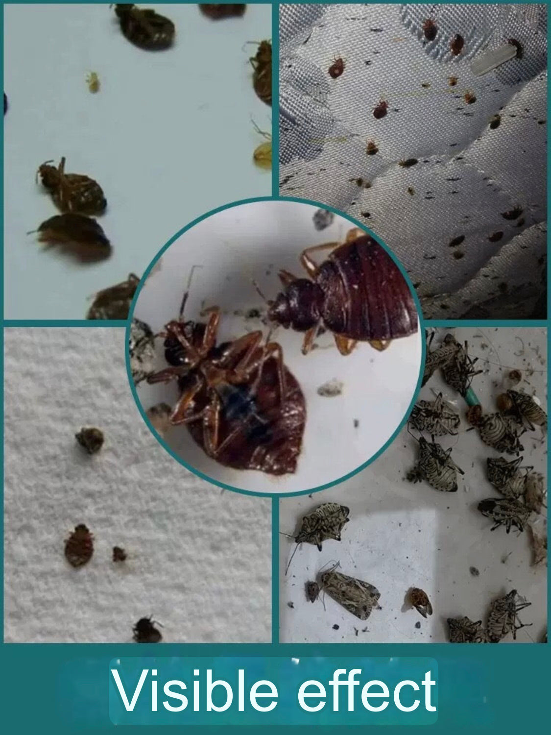 Bed Bugs & Insecticide Powder (10 grams) | Pesticide Powder for Killing Bed Bugs, Fleas, Lice, Cockroaches, and Ants - Image 2