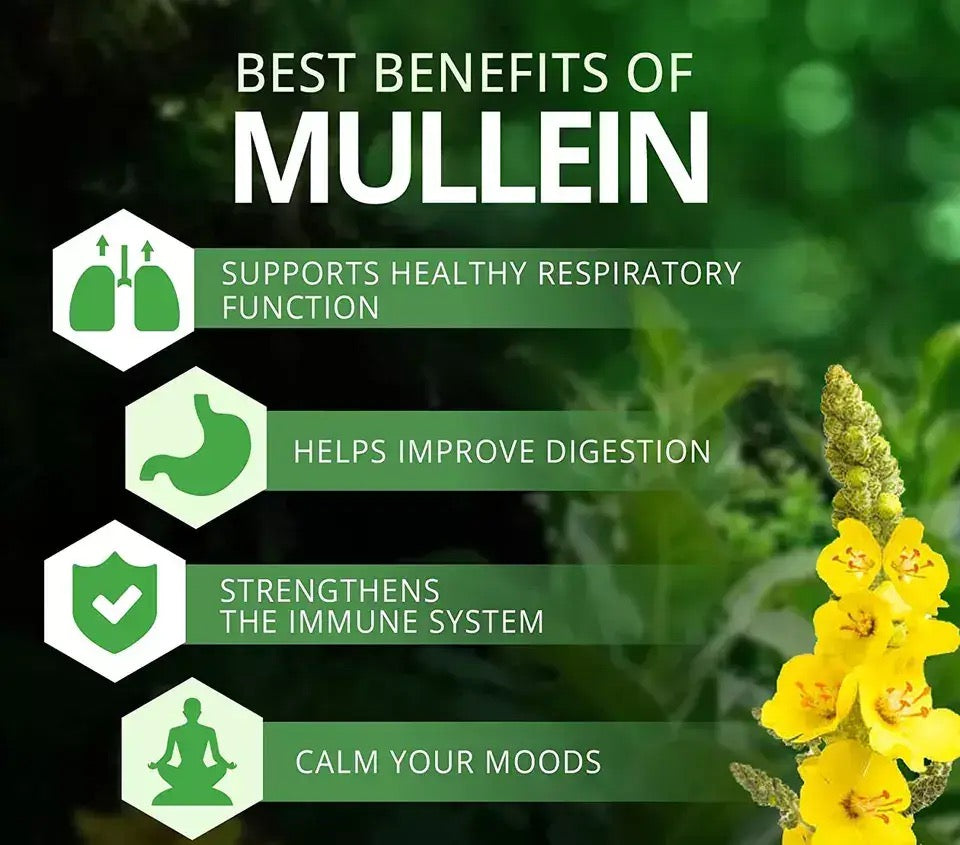 Mullein Leaf Tea | Herbal Tea for Coughs, Bronchitis, Asthma, Sore Throat, and Lungs Cleanse - Image 4