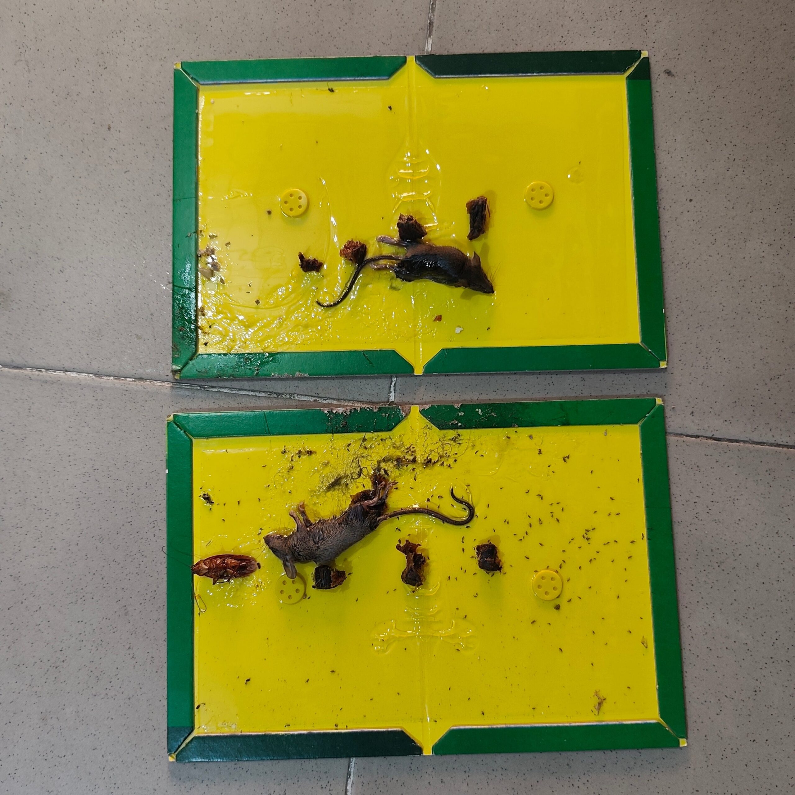 Rat and Mouse Glue Trap Board | Rodent Control